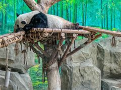 -灵玲国际马戏城