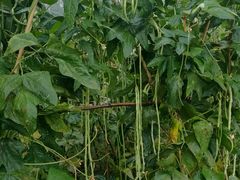 -意大利农场度假村