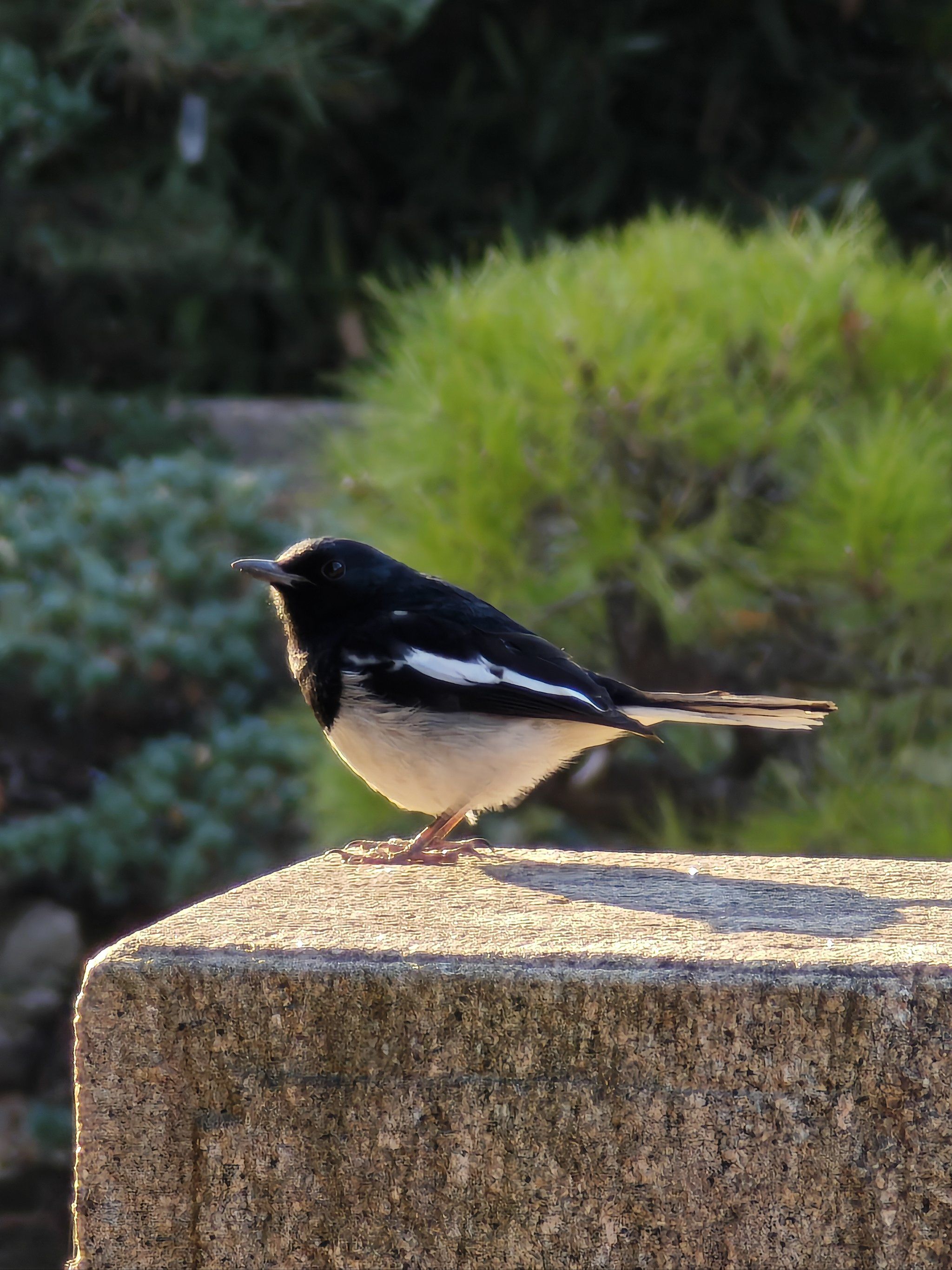 小胖子鸟🐦