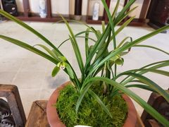 -金陵花卉交易市场