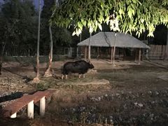 -清迈夜间动物园