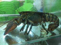 -四海鲜渔家菜(黄金海岸店)