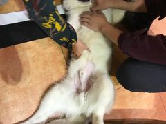 -more than meow吴止猫主题餐厅(承德 中船汇店)