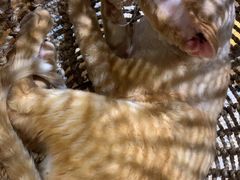 -藏猫猫咖啡主题馆(中央大道店)