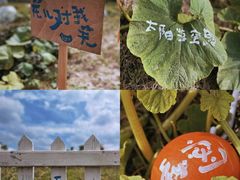 -嘉北郊野公园