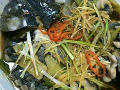 稀鳞硅鱼-煲来饱去冷水鱼
