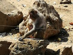 -石家庄市动物园