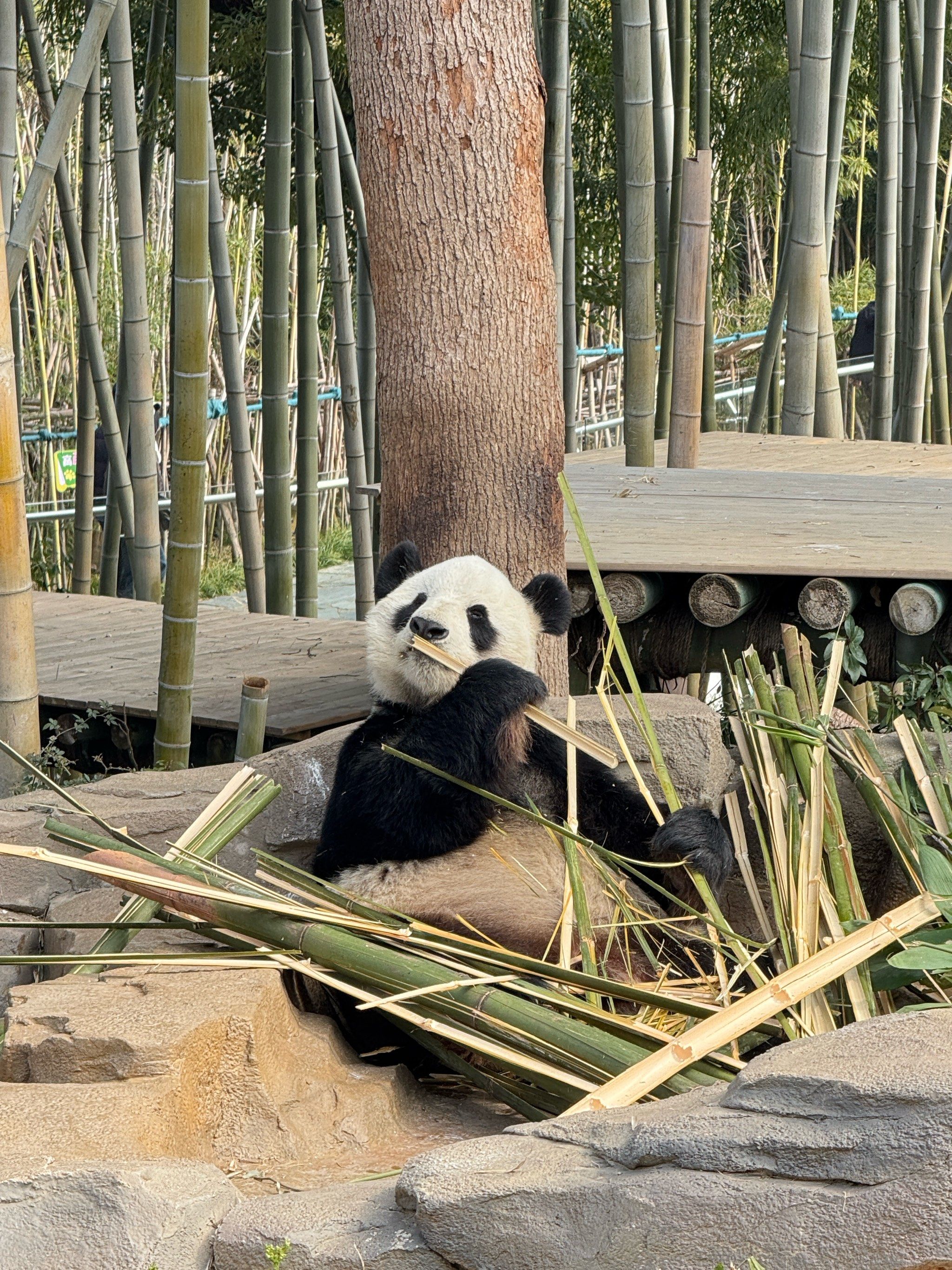 岳阳熊猫界的小清新