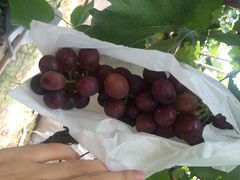 马陆小张葡萄园-马陆小张葡萄园农家乐