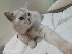 -藏猫猫咖啡主题馆(中央大道店)