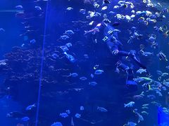 -青岛海底世界-水族馆
