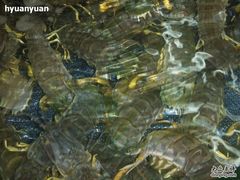 濑尿虾-鲤鱼门海鲜街