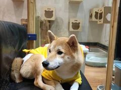 -猫色咖啡·猫咖