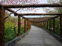 -南汇桃花村