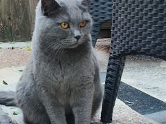 -喵屿·大理花园猫咖