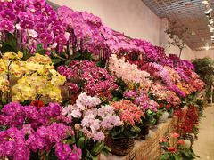 -双季花艺园艺市场(浦东店)