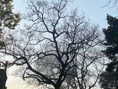 -龙华寺