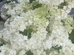 -喧闹·东方大气茶(鹅岭二厂店)