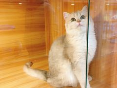 -猫十亿·布偶金渐层·曼基康矮脚猫舍(青年路店)