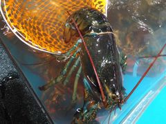 -盒马鲜生(曜一城店)