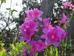 -梧桐山风景名胜区