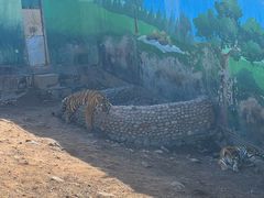 -西霞口神雕山野生动物世界