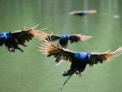 -西双版纳原始森林公园