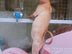 -藦茜花园宠物主题亲子互动体验馆(国顺东路店)
