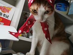 -创凡宠物医院·骨专科  猫科中心(西乡分院)