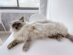 -喵的天空名猫咖啡馆·撸猫·猫舍·用品