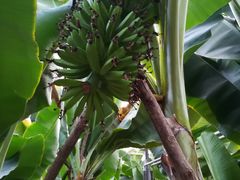 -松咖啡自助餐厅·松北香格里拉