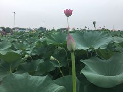 -白洋淀景区