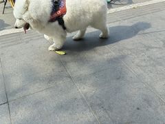 -独食火锅·半米屋台(直营总店)