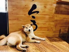 -柴务处·柴犬主题狗咖