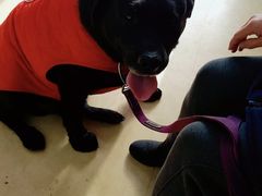 -瑞派宠物医院·中兽医专科(中央商城分院)