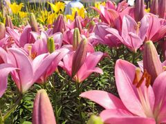 -长春公园(普阳街道)