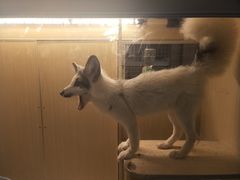-藦茜花园宠物主题亲子互动体验馆(国顺东路店)