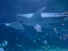 -烟台海昌鲸鲨海洋公园