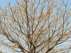 -汉长安城未央宫国家考古遗址公园