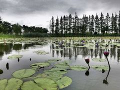 -上海长兴岛郊野公园