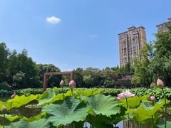 -陈家山荷花公园
