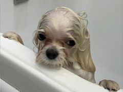 -FAELING PETS美天灵宠物(富力广场店)