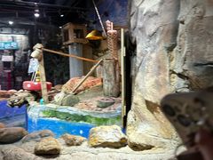 -正佳雨林生态植物园