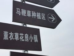 -曲江薰衣草庄园