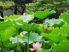 -秋霞圃