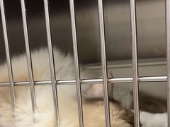 -瑞派康怡24h宠物医院·犬猫医疗中心·微创绝育(瑞景分院)