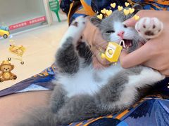 -lincat·猫舍(广州店)