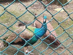 -黄海国家森林公园