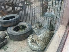 -青藏高原野生动物园