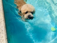 -汪说喵讲宠物乐园宠物酒店(红星美凯龙店)